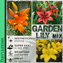 Asiatic Lily Orange Plant