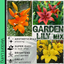 Asiatic Lily Orange, Red, Yellow