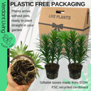 Asiatic Lily Orange Plant