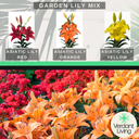 Asiatic Lily Orange Plant