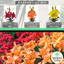 Asiatic Lily Orange, Red, Yellow