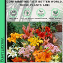Asiatic Lily Orange Plant
