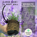 Aromatic Collection - Lavender, Helichrysum (curry plant), Rosemary