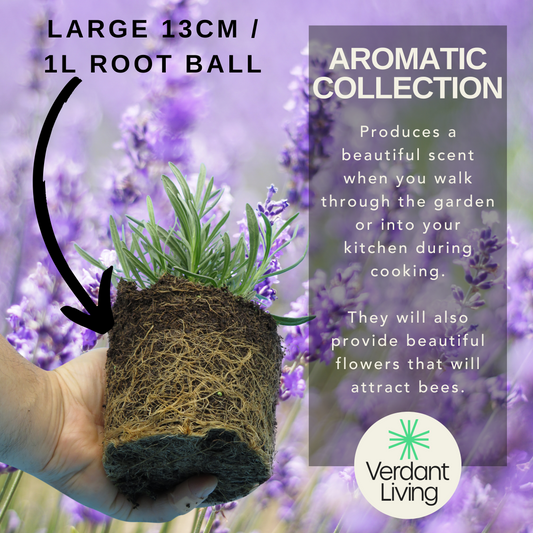 Hand holding a root ball topped with rosemary and lavender shoots against flowering lavender, plus care text