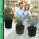 Aromatic Collection - Lavender, Helichrysum (curry plant), Rosemary