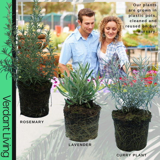 Aromatic Herb Collection – Rosemary, Lavender & Curry Plant (Set of 3 or 6)