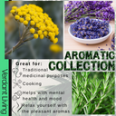 Aromatic Collection - Lavender, Helichrysum (curry plant), Rosemary