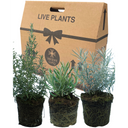 Aromatic Collection - Lavender, Helichrysum (curry plant), Rosemary