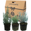 Aromatic Collection - Lavender, Helicrysum (curry plant), Rosemary