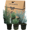 Aromatic Collection - Lavender, Helichrysum (curry plant), Rosemary