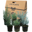 Aromatic Collection - Lavender, Helicrysum (curry plant), Rosemary