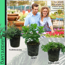 Tarragon Plant