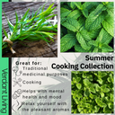 Tarragon Plant
