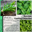 Summer Cooking - Tarragon, Mint, Oregano