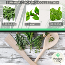 Tarragon Plant