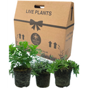 Tarragon Plant