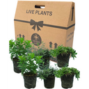 Tarragon Plant