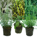 Sage Plants (Set of 3 or 6)