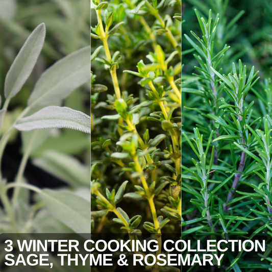 Rosemary, Thyme & Sage – Winter Cooking Herb Collection (Set of 3 or 6)