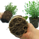 Sage Plants (Set of 3 or 6)