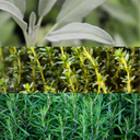 Sage Plants (Set of 3 or 6)