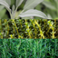 Set of 3 or 6 Large Garden Ready Plants -  Sage, Thyme & Rosemary, Winter Cooking Collection