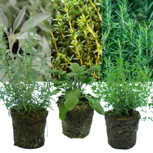 Rosemary, Thyme & Sage – Winter Cooking Herb Collection (Set of 3 or 6)