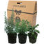Winter Cooking Collection - Sage, Thyme, Rosemary