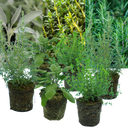 Sage Plants (Set of 3 or 6)