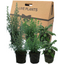 Winter Cooking Collection - Sage, Thyme, Rosemary