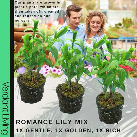 Oriental Lily 'Gentle Romance' – Scented Garden Lily (Set of 3 or 6)