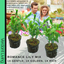 Romance Lily Mix - Gentle, Golden, Rich