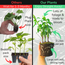 Gentle Plant