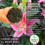 Romance Lily Mix - Gentle, Golden, Rich