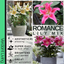 Romance Lily Mix - Gentle, Golden, Rich
