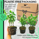 Gentle Plant