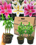 Gentle Plant