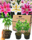 Romance Lily Mix - Gentle, Golden, Rich