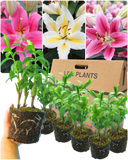 Gentle Plant