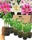 Romance Lily Mix - Gentle, Golden, Rich