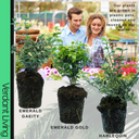 Emerald Gaeity Plant