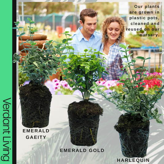 Euonymus fortunei 'Emerald Gaiety' – Variegated Evergreen Shrub (Set of 3 or 6)