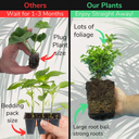 Emerald Gaeity Plant