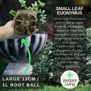 Emerald Gaeity Plant