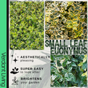 Emerald Gaeity Plant