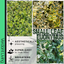 Small Leaf Euonymus - Emerald Gaeity, Emerald Gold, Harlequin
