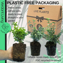 Emerald Gaeity Plant
