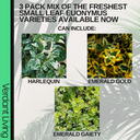 Emerald Gaeity Plant