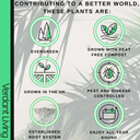 Emerald Gaeity Plant