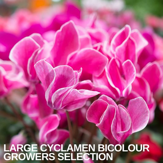 Large-flowered bicolour cyclamen, deep pink petals edged in white above the foliage